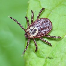 Акарицидная обработка