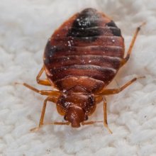 Дезинсекция